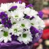Северное сияние от 8 570 руб.